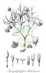 Symphipappus dichotomus
