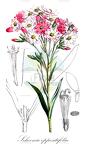 Schoenia oppositifolia