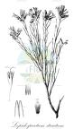 Lepidospartum striatum