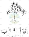 Syntrichopappus fremontii