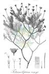 Tetramolopium remyi