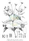 Lipochaeta peduncularis