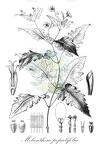 Melanthera populifolia