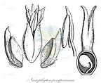 Nanophyton juniperinum