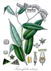 Tournefortia reticosa