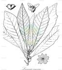 Lunasia amara