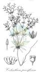Coelanthum parviflorum