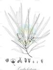 Evodia hortensis