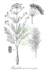 Hyalolaena sewerzowii