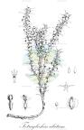 Tetraglochin alatum