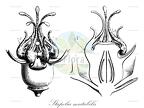 Stapelia mutabilis