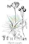 Raputia magnifica