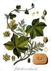 Jateorhiza calumba