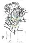 Tessaria banksiifolia