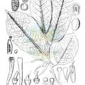 Pyramidanthe prismatica