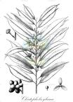 Cleistopholis glauca