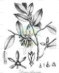 Desmos chinensis