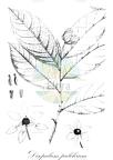 Disepalum pulchrum