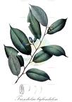 Friesodielsia biglandulosa