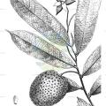 Fusaea longifolia