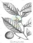 Guatteria punctata