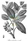 Ruizodendron ovale