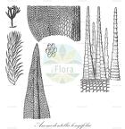 Anomodontella longifolia
