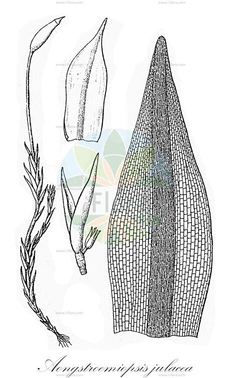 Aongstroemiopsis julacea