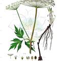 Peucedanum ostruthium