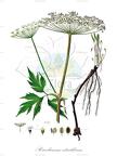 Peucedanum ostruthium