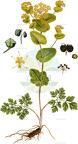Smyrnium perfoliatum