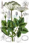 Aegopodium podagraria
