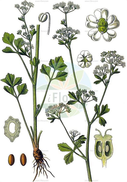Apium graveolens