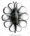 Artedia squamata