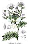 Apiaceae