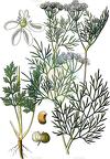 Bifora radians