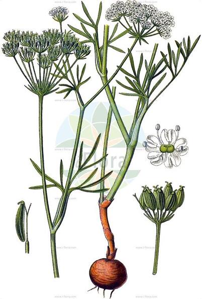 Bunium bulbocastanum