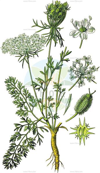 Daucus carota