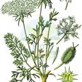 Daucus carota