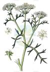 Echinophora spinosa