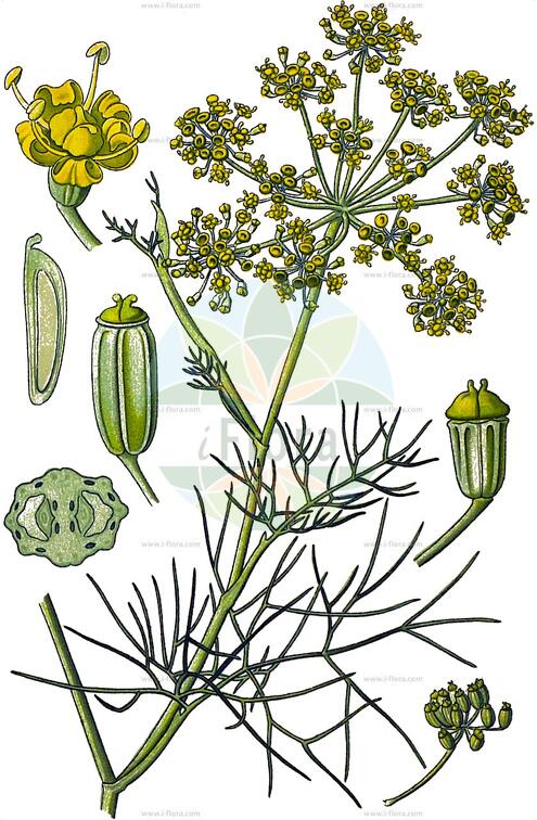 Foeniculum vulgare