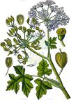 Heracleum sphondylium