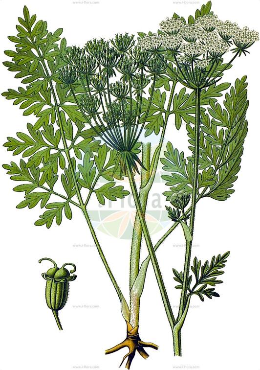 Silphiodaucus prutenicus