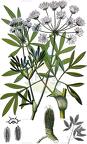 Siler montanum