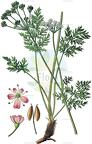 Mutellina purpurea