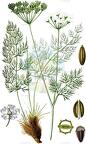 Meum athamanticum