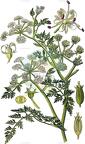 Oenanthe fluviatilis