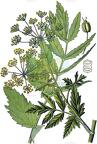 Pastinaca sativa