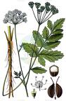 Pimpinella major