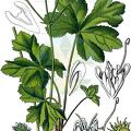 Sanicula europaea